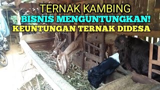 TERNAK KAMBING BANYAK KEUNTUNGAN  PELUANG USAHA BAGI PETANI DIPEDESAAN [upl. by Sabah]