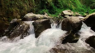 Beautiful Forest Ambience Birds Chirping Crystal Clear Spring Water in The Forest ASMR [upl. by Nnylarac682]