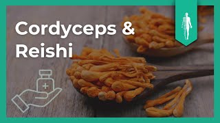 Reishi amp Cordyceps DAS solltest Du unbedingt wissen  Heilpilze  Martin Auerswald [upl. by Latty]