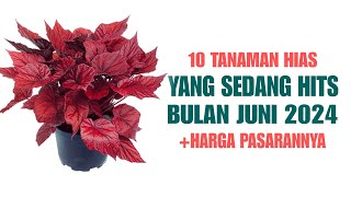 10 Tanaman Hias Yang Sedang HITS di bulan JUNI 2024 [upl. by Knuth]