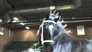 World Percheron Supreme Champion [upl. by Yromas]