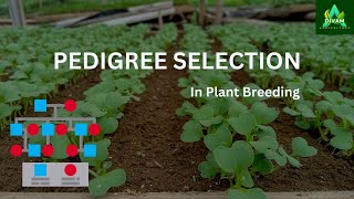 Pedigree Selection in Plant Breeding A Comprehensive Guide plantgenetics agriculture [upl. by Reed]