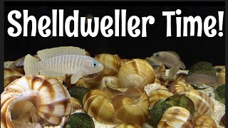 Neolamprologus multifasciatus Multie update [upl. by Aihsenek]