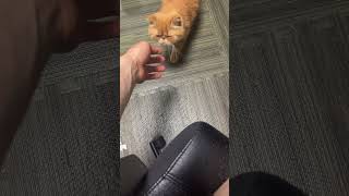 Where does your cat like to be petted the most [upl. by Younger]