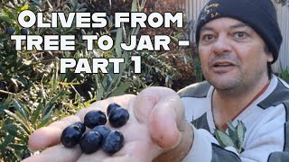 Preserving Olives From Tree To Jar  Part 1 Harvesting Preparing amp Soaking Your Olives [upl. by Neetsuj]