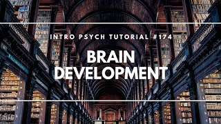 Early Brain Development Intro Psych Tutorial 174 [upl. by Obie]