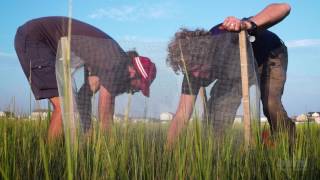 Trophic Cascades in Salt Marsh Ecosystems  HHMI BioInteractive Video [upl. by Neeoma]