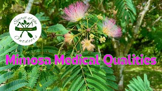 Mimosa Medicinal Qualities [upl. by Ayhdiv274]