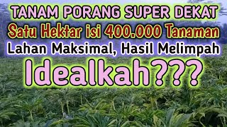 CARA TANAM SATU HEKTAR ISI 400000 TANAMAN PORANG [upl. by Giliana]