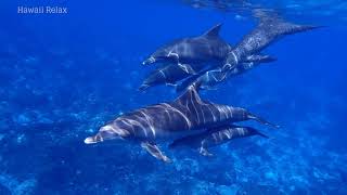 musique douce chant des dauphins apaise lesprit relaxe destresse pour dormir profondement 1h [upl. by Dleifniw]