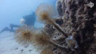 Diving Tropea con Damnam Dive Center [upl. by Llenrep]