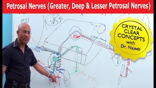 Petrosal Nerves  Greater Deep and Lesser Petrosal Nerves [upl. by Enhpad]