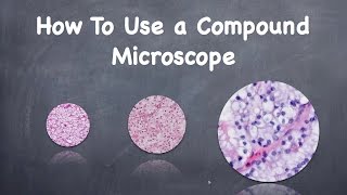 How To Use a Compound Microscope [upl. by Hcib988]