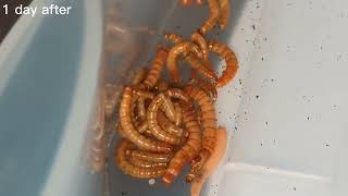 How to get rid of grain mites in mealworms 🐛 WORKING METHOD [upl. by Stoops]