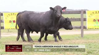 Lote 1 Toros angus 3 años RP 2300 2302 [upl. by Bryant]