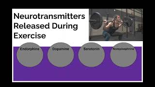 Neurotransmitters Released During Exercise [upl. by Weig]