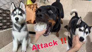 Rottweiler vs Husky Fight for Icecream  Dog Can Talk part 288  Dog  Review Review reloaded [upl. by Heyer]