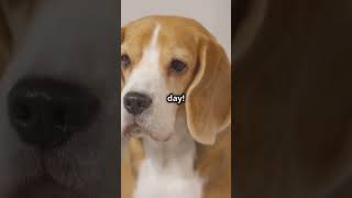 English Foxhound Dogs 101 Amazing Dog Facts In 60 Seconds 🐶🕒 [upl. by Bardo]