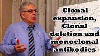 Clonal expansion Clonal deletion and monoclonal antibodies [upl. by Oeniri910]