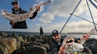 ANGLESEY ROCK amp BEACH FISHING  BULL HUSS  GARFISH amp BASS  NEW PB  MASTERFISHERMAN SEA FISHING UK [upl. by Carboni959]