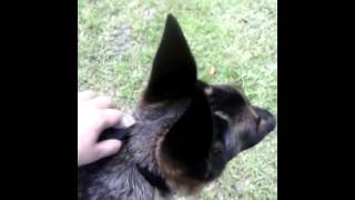 Petsafe bark collar review [upl. by Barger234]