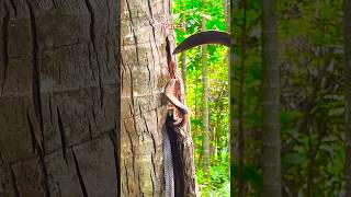 Rescue work is underway to rescue the snake from the tree holesnake rescue Part3 [upl. by Clyde367]