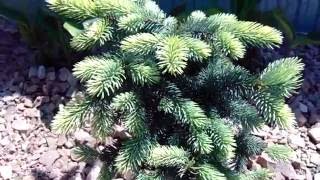 Picea pungens Bialobok [upl. by Toth]