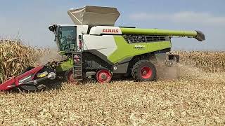 Jesenná Žatva 2024 Kukurica 2x CLAAS LEXION 8800 7časť [upl. by Waverley417]