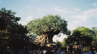 Orlando Disney World  Animal Kingdom [upl. by Ryter]