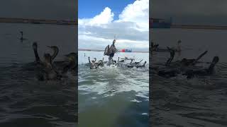 Great cormorant catching a fish bird nature shorts [upl. by Hennahane]