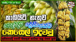 කාබයිට් නැතුව පහසුවෙන් කෙසෙල් ඉදවමු  Banana ripening Sri Lanka [upl. by Lobel474]