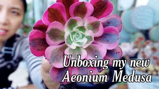 Unboxing Aeonium Medusa amp fixing up my Rainbow Cactus [upl. by Monique]