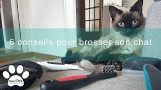 Brosser son chat  6 conseils à suivre  Assur OPoil [upl. by Jardena772]