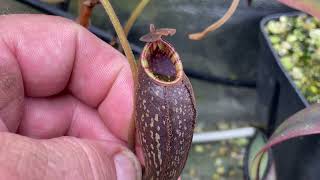 Nepenthes grow tent end of April update 290424 part 2 [upl. by Ney]