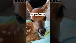 I rescued a baby deer from drowning Deer are great swimmers This one swam in circles [upl. by Ahseila117]