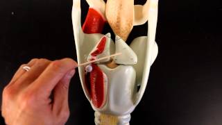 RESPIRATORY SYSTEM ANATOMY Larynx model [upl. by Zurheide]