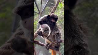 Emperor marmosets babies 2023 shorts [upl. by Letti]