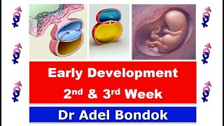 Early Development Week 2 and Week 3 Dr Adel Bondok [upl. by Ahsaf]