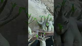 Bonsai Gardening Root Fertilizer Desert Rose Plant Flower Adenium [upl. by Monique]