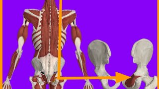 Obturstor Internus MuscleOriginInsertionActionBlood suppInnervationanatrelations gluteus [upl. by Naleag]