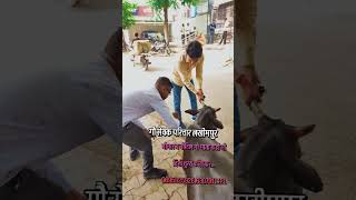 Animal rescue team lakhimpur animalresque tritment cow cowvideos trending varalshorts vlog [upl. by Dulcine835]