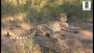 Leadwood Big Game Estate  South Africa Travel Channel 24 [upl. by Serilda]