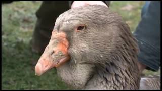 lOie de Toulouse  Documentaire [upl. by Hegyera]