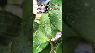 Aphids don’t allow healthy Hoya leaves tipsandtricks hoyacaretips plants garden hoya pests [upl. by Dalury]