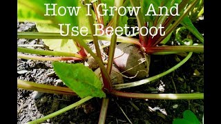 HOW I GROW AND USE CHIOGGIA BEETROOT [upl. by Hercule316]