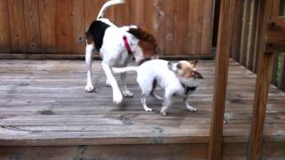 Beagle v Chihuahua [upl. by Enihpad]