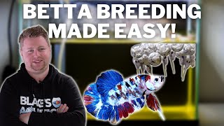 EASY How to Breed Bettas Step by Step [upl. by Nino]