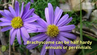 Brachycome Growing Guide by GardenersHQ [upl. by Beverie]