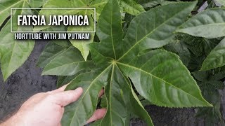 Japanese Fatsia in 2 Minutes  Beautiful Flowering Shade Shrub [upl. by Ola]