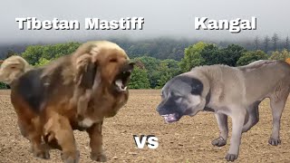 Kangal vs Tibetan Mastiff [upl. by Cordi]